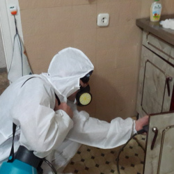 Дезинфекция от муравьев в квартире в Зверево
